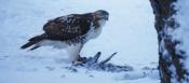 Feasting Hawk