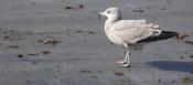 Gull on Revere Beach