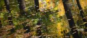 Nature's Montage
