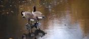 Riverway Geese