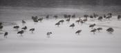 Geese of Snow-capped Charles