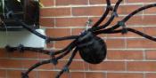 Halloween Spider (LA20)