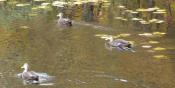 Charles River Ducks (LA13)