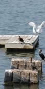 Birds of Dorchester Bay (PB55)