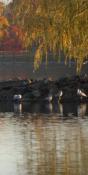 Birds of Jamaica Pond (PB51)
