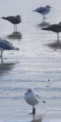 Birds of Revere Beach (PB53)