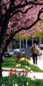 Spring in Brighton (PA37)